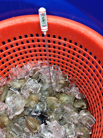 clams on ice