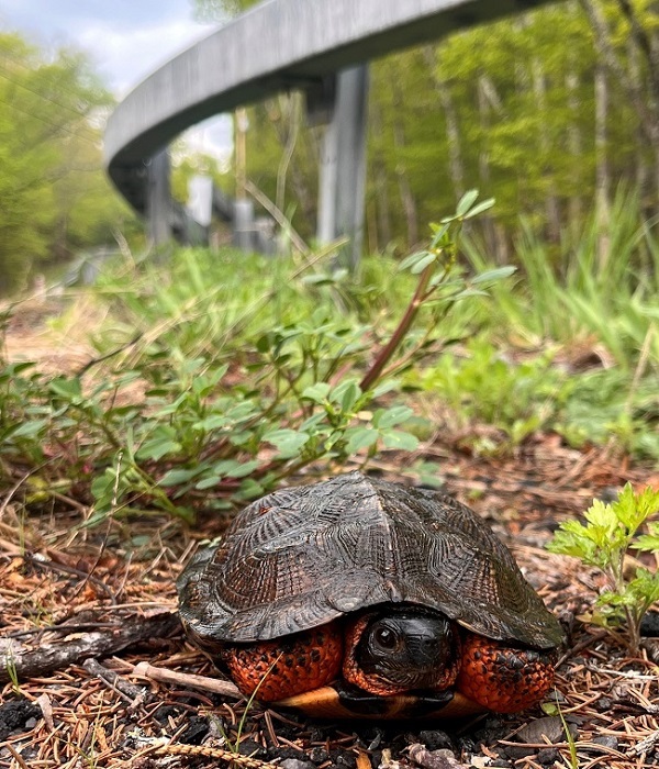 wood-turtle-ksenia-zinchenko_original